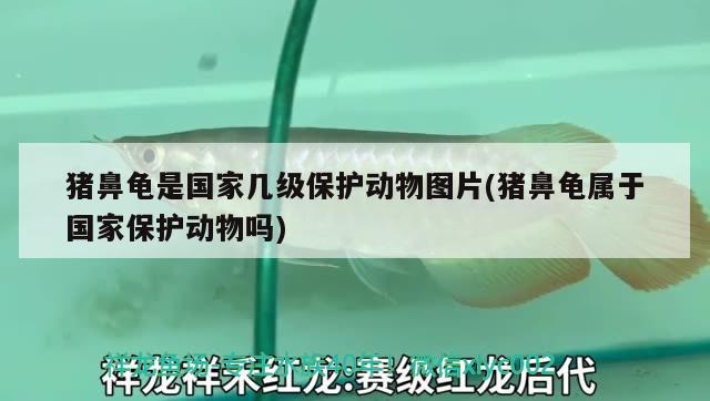 豬鼻龜是國家?guī)准壉Ｗo(hù)動物圖片(豬鼻龜屬于國家保護(hù)動物嗎)