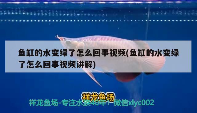 魚缸的水變綠了怎么回事視頻(魚缸的水變綠了怎么回事視頻講解) 魚缸風(fēng)水