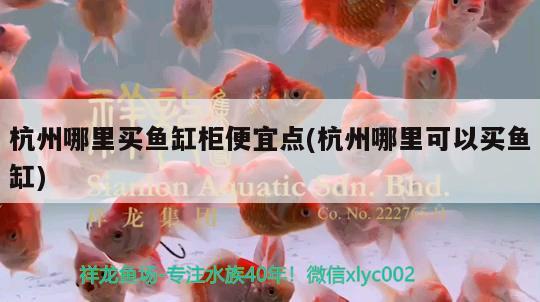 杭州哪里買魚缸柜便宜點(diǎn)(杭州哪里可以買魚缸) 海象魚