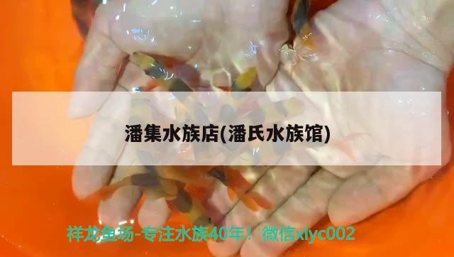 潘集水族店(潘氏水族館) 帝王血鉆