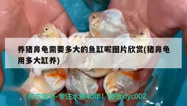 養(yǎng)豬鼻龜需要多大的魚缸呢圖片欣賞(豬鼻龜用多大缸養(yǎng))