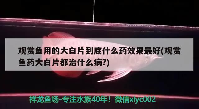 觀賞魚用的大白片到底什么藥效果最好(觀賞魚藥大白片都治什么病？)