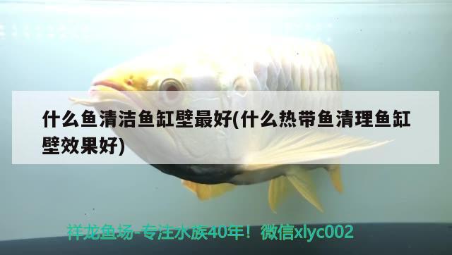 什么魚清潔魚缸壁最好(什么熱帶魚清理魚缸壁效果好) 魚缸風水 第1張