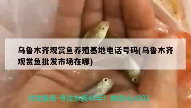 烏魯木齊觀賞魚養(yǎng)殖電話號碼(烏魯木齊觀賞魚批發(fā)市場在哪)