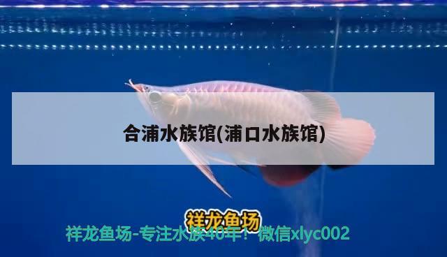 合浦水族館(浦口水族館) 青龍魚