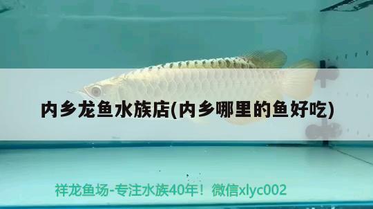 內(nèi)鄉(xiāng)龍魚水族店(內(nèi)鄉(xiāng)哪里的魚好吃) 藍底過背金龍魚