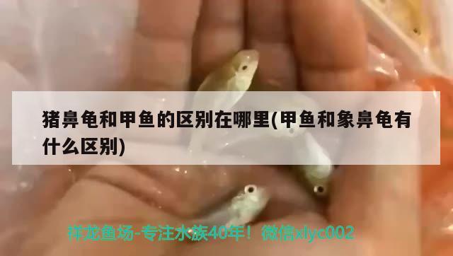 豬鼻龜和甲魚的區(qū)別在哪里(甲魚和象鼻龜有什么區(qū)別)