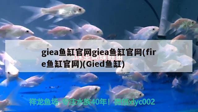 giea魚(yú)缸官網(wǎng)giea魚(yú)缸官網(wǎng)(fire魚(yú)缸官網(wǎng))(Gied魚(yú)缸) 觀賞魚(yú)企業(yè)目錄