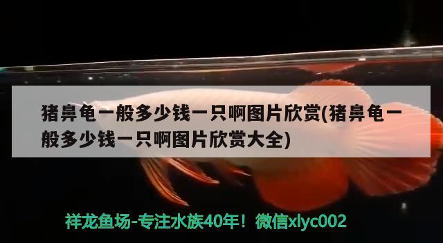 豬鼻龜一般多少錢一只啊圖片欣賞(豬鼻龜一般多少錢一只啊圖片欣賞大全)