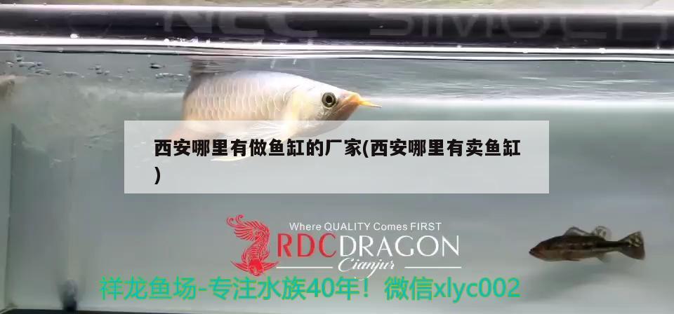 西安哪里有做魚缸的廠家(西安哪里有賣魚缸) 金三間魚