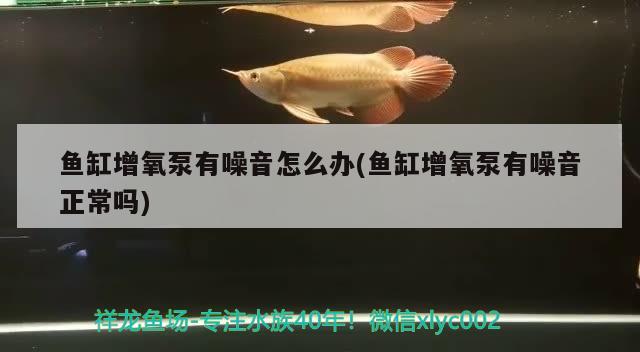 魚缸增氧泵有噪音怎么辦(魚缸增氧泵有噪音正常嗎)