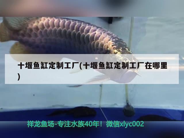 十堰魚缸定制工廠(十堰魚缸定制工廠在哪里) 白條過背金龍魚