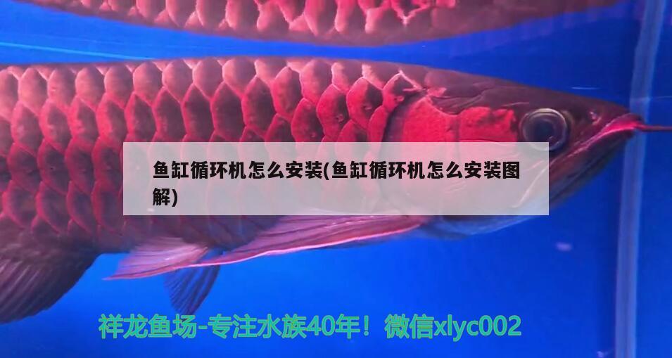 魚缸循環(huán)機怎么安裝(魚缸循環(huán)機怎么安裝圖解) 祥龍魚場其他產品