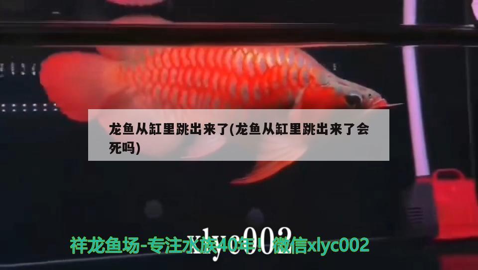 龍魚(yú)從缸里跳出來(lái)了(龍魚(yú)從缸里跳出來(lái)了會(huì)死嗎) 祥龍金禾金龍魚(yú)