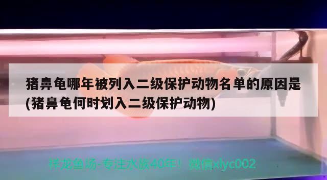 豬鼻龜哪年被列入二級保護動物名單的原因是(豬鼻龜何時劃入二級保護動物) 豬鼻龜