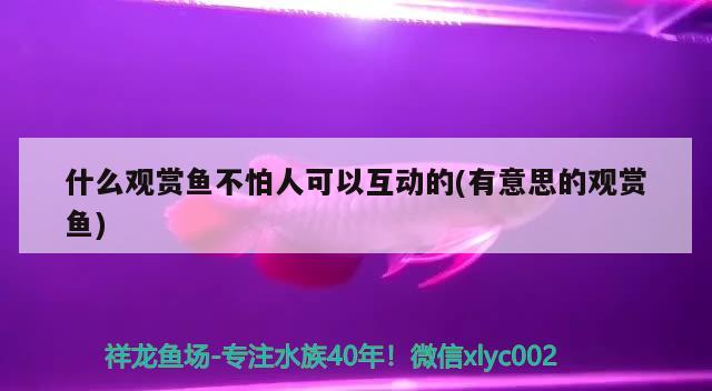 什么觀賞魚不怕人可以互動的(有意思的觀賞魚) B級過背金龍魚