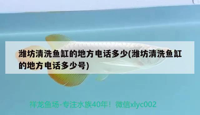 濰坊清洗魚缸的地方電話多少(濰坊清洗魚缸的地方電話多少號) 印尼小紅龍