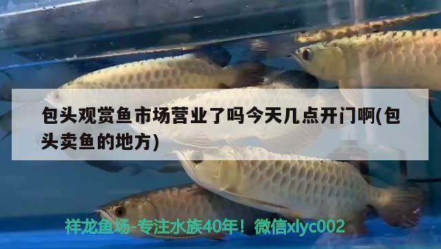 包頭觀賞魚市場營業(yè)了嗎今天幾點開門啊(包頭賣魚的地方) 觀賞魚市場（混養(yǎng)魚）