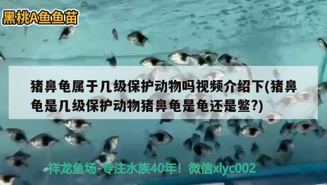 豬鼻龜屬于幾級保護動物嗎視頻介紹下(豬鼻龜是幾級保護動物豬鼻龜是龜還是鱉?)