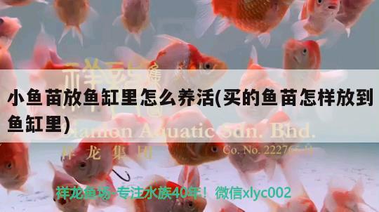 小魚苗放魚缸里怎么養(yǎng)活(買的魚苗怎樣放到魚缸里) 魚缸風(fēng)水