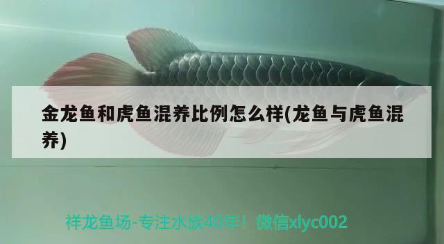 金龍魚(yú)和虎魚(yú)混養(yǎng)比例怎么樣(龍魚(yú)與虎魚(yú)混養(yǎng))