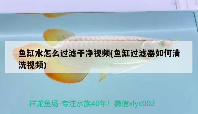 魚(yú)缸水怎么過(guò)濾干凈視頻(魚(yú)缸過(guò)濾器如何清洗視頻) 和尚魚(yú)