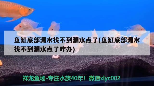 魚缸底部漏水找不到漏水點了(魚缸底部漏水找不到漏水點了咋辦) 申古銀版魚