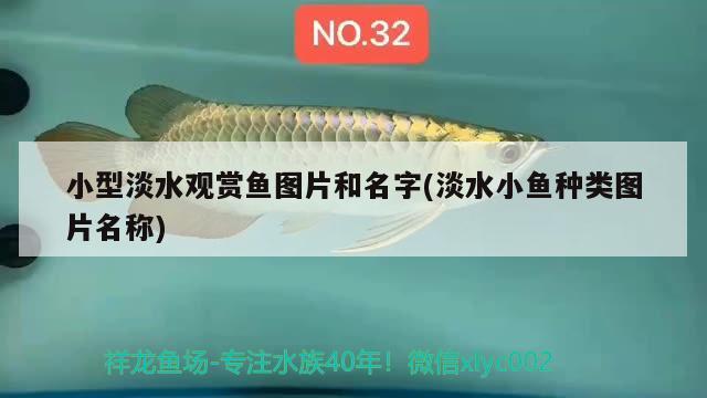 小型淡水觀賞魚圖片和名字(淡水小魚種類圖片名稱)