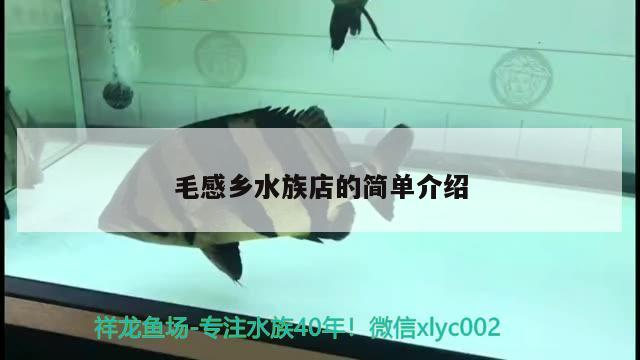 毛感鄉(xiāng)水族店的簡單介紹 大嘴鯨魚 第1張