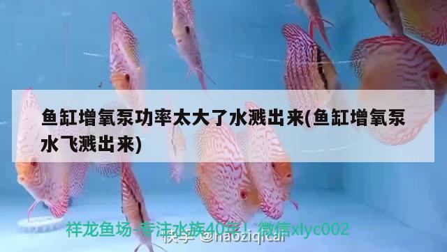 魚缸增氧泵功率太大了水濺出來(魚缸增氧泵水飛濺出來) 圖騰金龍魚