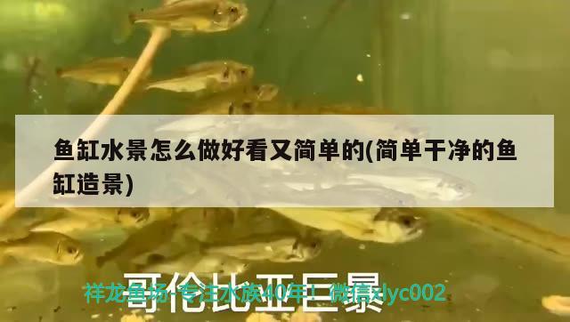 魚缸水景怎么做好看又簡單的(簡單干凈的魚缸造景) 大嘴鯨魚