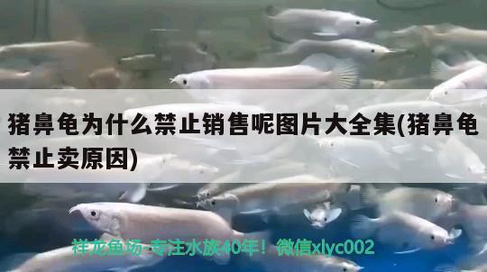 豬鼻龜為什么禁止銷售呢圖片大全集(豬鼻龜禁止賣原因) 豬鼻龜