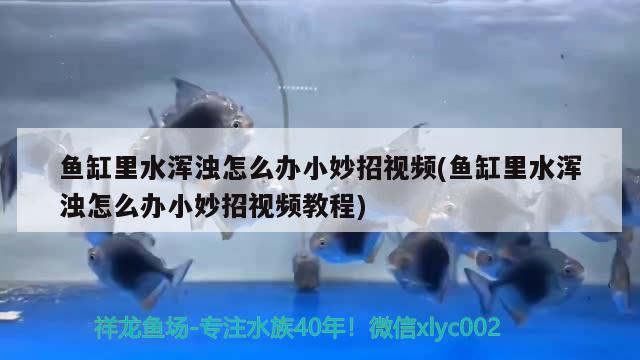 魚缸里水渾濁怎么辦小妙招視頻(魚缸里水渾濁怎么辦小妙招視頻教程)