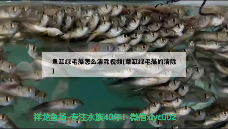 魚(yú)缸綠毛藻怎么清除視頻(草缸綠毛藻的清除) 廣州觀賞魚(yú)魚(yú)苗批發(fā)市場(chǎng)