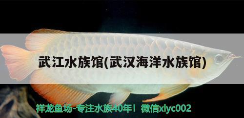 武江水族館(武漢海洋水族館) 細(xì)線銀板魚苗