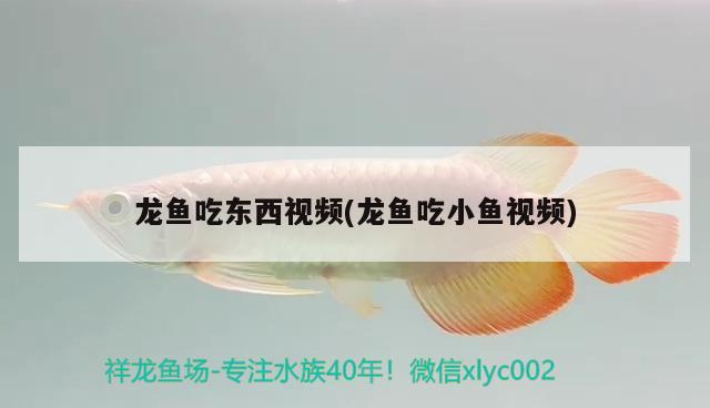 龍魚吃東西視頻(龍魚吃小魚視頻) 白化火箭魚