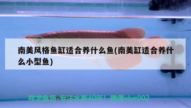 南美風格魚缸適合養(yǎng)什么魚(南美缸適合養(yǎng)什么小型魚) 超血紅龍魚