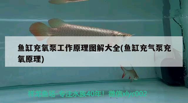 魚缸充氧泵工作原理圖解大全(魚缸充氣泵充氧原理) 紅勾銀版魚