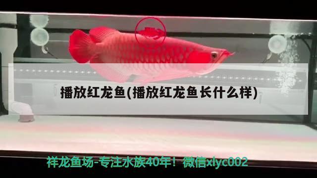 播放紅龍魚(播放紅龍魚長什么樣) 黃金河虎魚