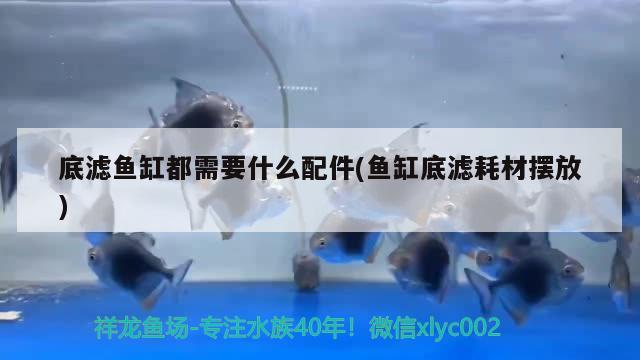 底濾魚缸都需要什么配件(魚缸底濾耗材擺放) 銀龍魚苗