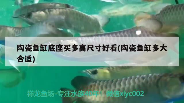 陶瓷魚缸底座買多高尺寸好看(陶瓷魚缸多大合適)