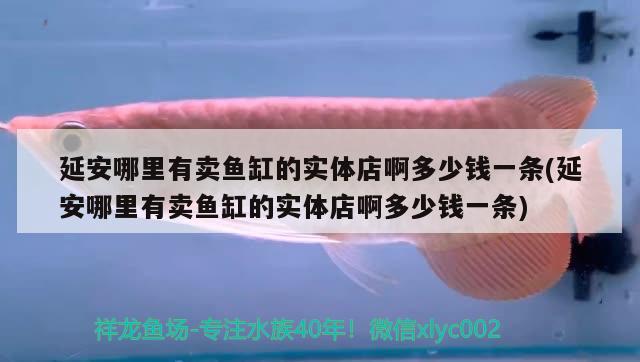 延安哪里有賣魚缸的實體店啊多少錢一條(延安哪里有賣魚缸的實體店啊多少錢一條) 黃金眼鏡蛇雷龍魚