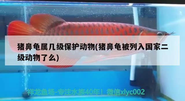 豬鼻龜屬幾級保護動物(豬鼻龜被列入國家二級動物了么)