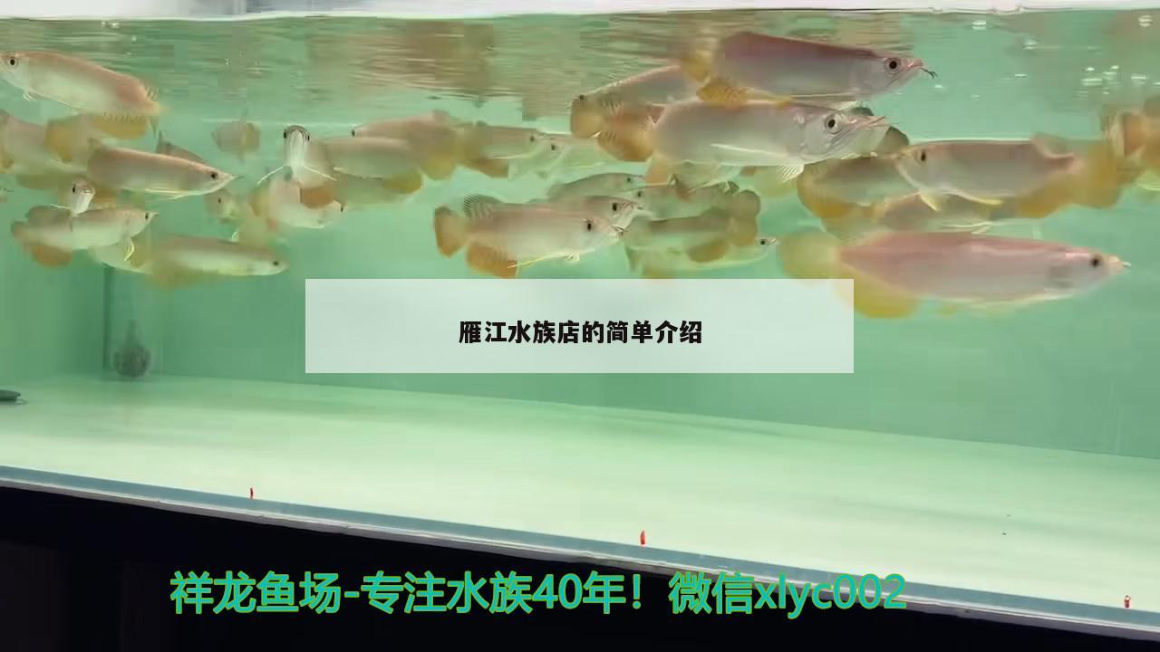 雁江水族店的簡單介紹 申古三間魚