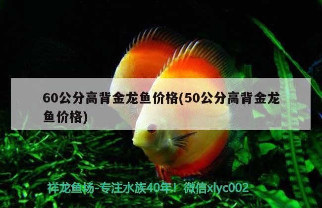 60公分高背金龍魚價(jià)格(50公分高背金龍魚價(jià)格)