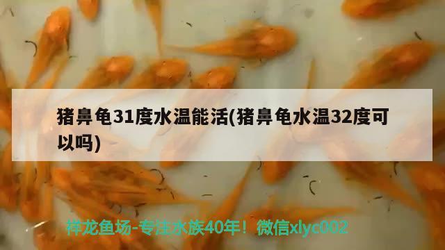 豬鼻龜31度水溫能活(豬鼻龜水溫32度可以嗎)