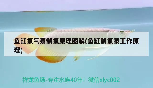 魚缸氧氣泵制氧原理圖解(魚缸制氧泵工作原理) 黑影道人魚