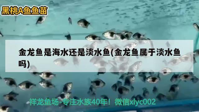 金龍魚是海水還是淡水魚(金龍魚屬于淡水魚嗎) 祥龍水族醫(yī)院