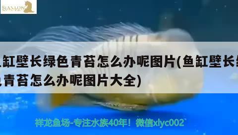 魚缸壁長綠色青苔怎么辦呢圖片(魚缸壁長綠色青苔怎么辦呢圖片大全)