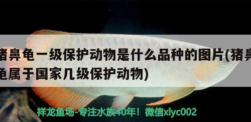 豬鼻龜一級(jí)保護(hù)動(dòng)物是什么品種的圖片(豬鼻龜屬于國(guó)家?guī)准?jí)保護(hù)動(dòng)物) 豬鼻龜百科